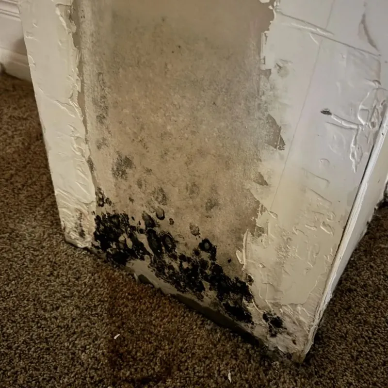 Professional Mold Removal in Harvey, IL